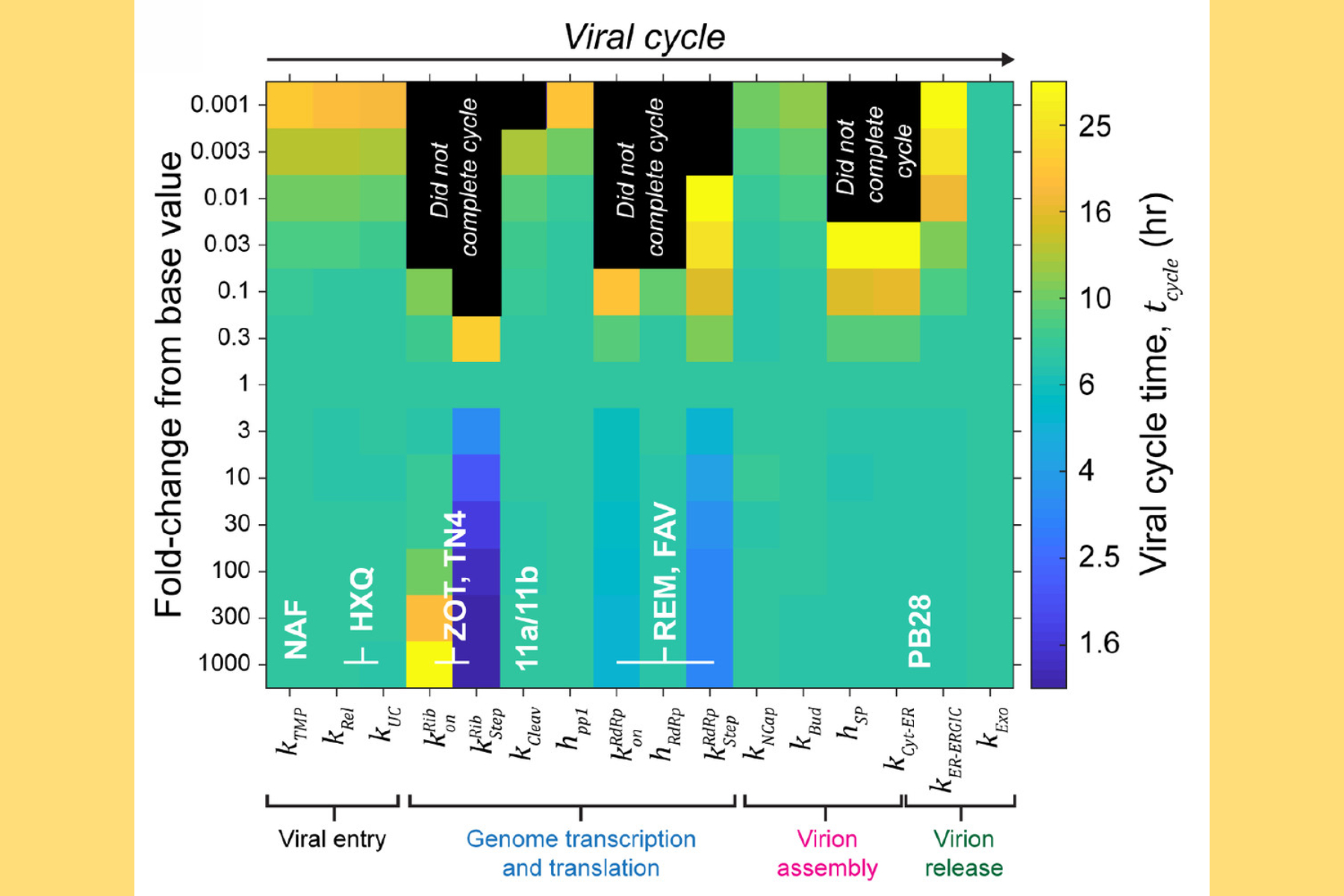 The simulator suggested that the COVID-19 therapies most likely to be effective are those that disrupt the genome transcription and translation stage of a SARS-CoV-2 virus’ life cycle. The graph shows key life cycle stages from left to right, and is color-coded to indicate how many hours it takes to produce 1,000 virions. The three black regions are high-ranked targets, including metformin, a drug that reduces translation. Annotations of example therapeutics show approximately when they influence the virus.